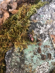 Pterostichus burmeisteri