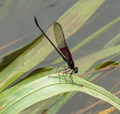 Hetaerina americana