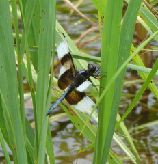 Libellula luctuosa