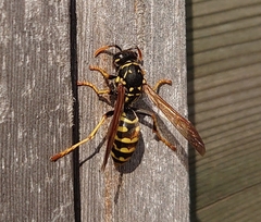 Polistes dominula