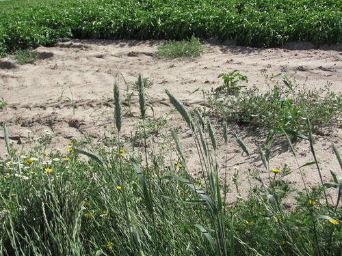 Triticum aestivum iNat (2)
