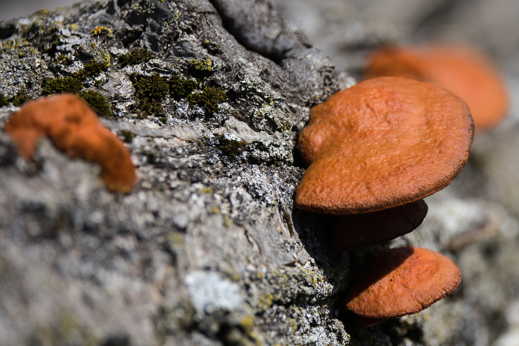 Northern Cinnabar Polypore