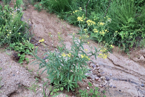 Senecio polyanthemoides, photograph 4