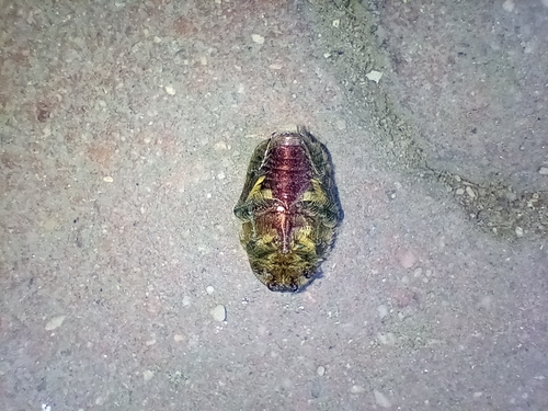 European Rose Chafer