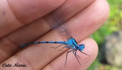 Argia tarascana
