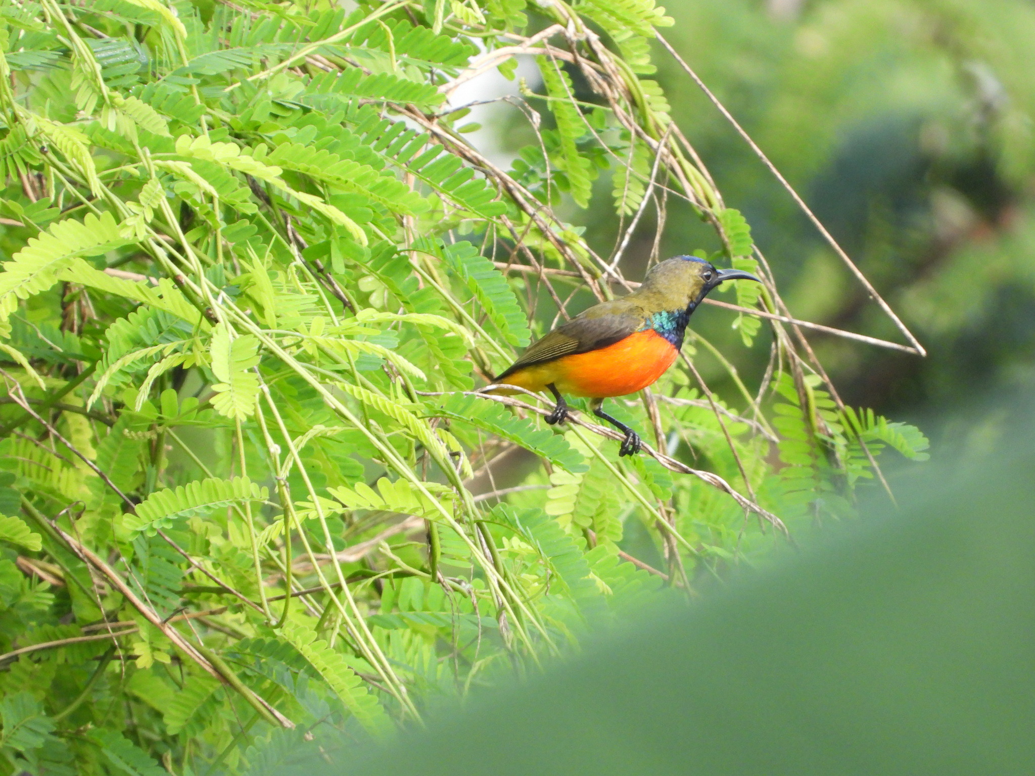Flame-breasted Sunbird (Cinnyris solaris), photo 4
