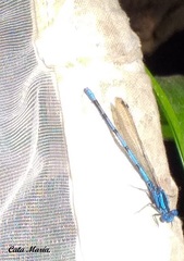 Argia tarascana