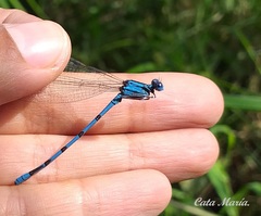 Argia tarascana