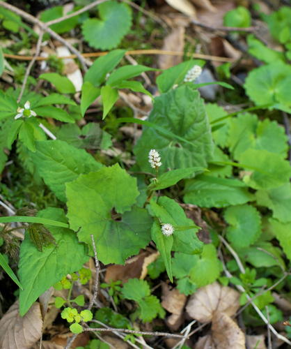 Bistorta tenuicaulis iNat (2)