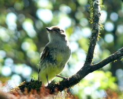 Myiarchus magnirostris