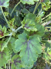 Heuchera micrantha diversifolia