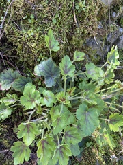 Heuchera micrantha diversifolia