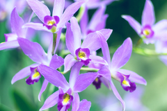 Laelia