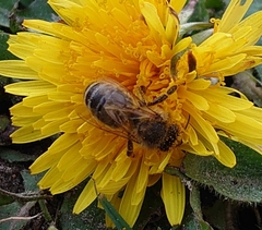 Apis mellifera