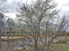 Prunus