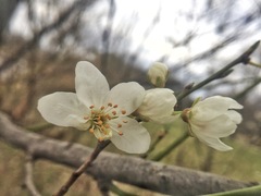 Prunus