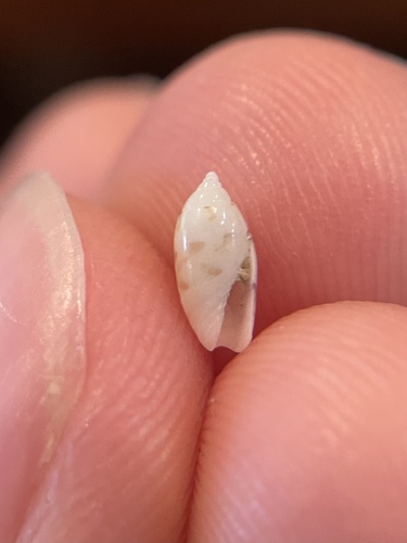 Olivella nivea observed 2026-05-19