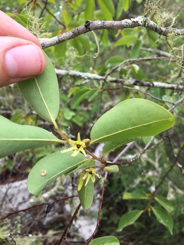 Bush Bitterwood (Xylopia longipetala)