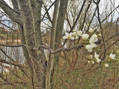 Prunus