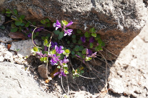 Polygala japonica