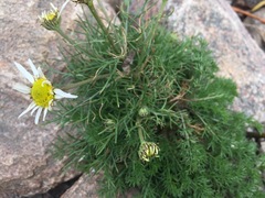 Tripleurospermum inodorum