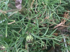 Tripleurospermum inodorum