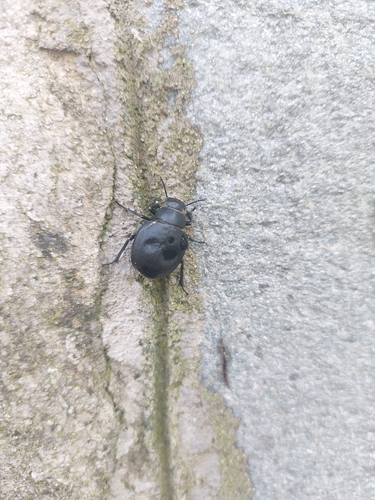 Pimelia subglobosa