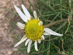 Tripleurospermum inodorum