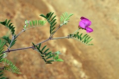 Tephrosia grandiflora