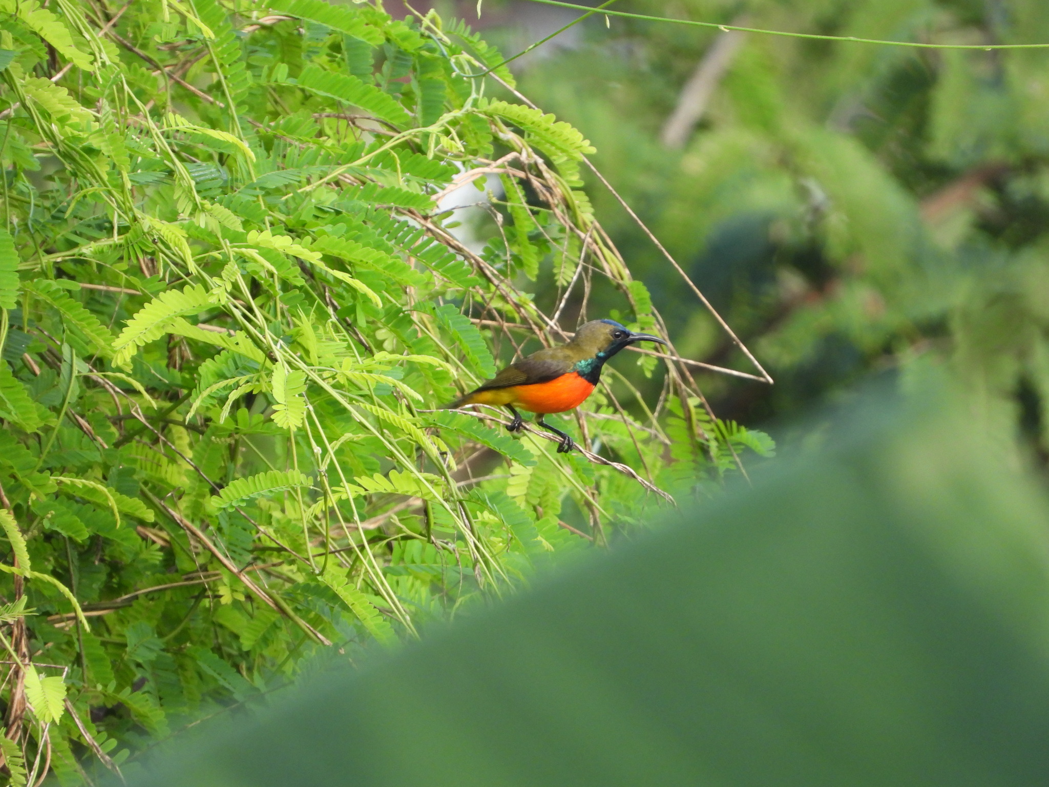 Flame-breasted Sunbird (Cinnyris solaris), photo 5