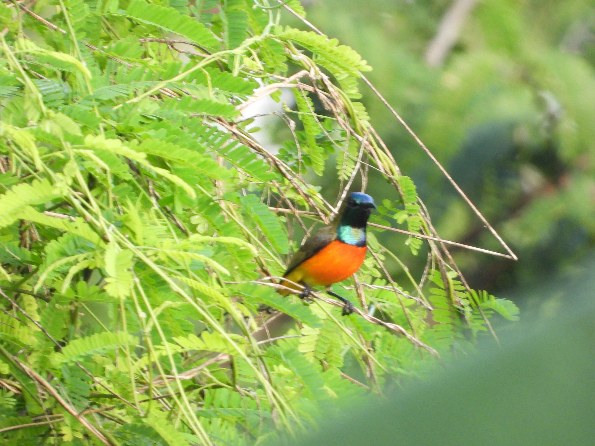 Flame-breasted Sunbird (Cinnyris solaris), photo 10