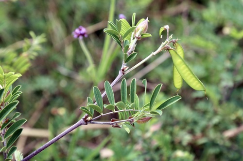 Tephrosia grandiflora, photograph 1