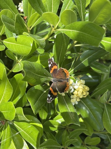 Red Admiral
