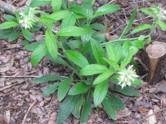 Lithospermum helleri