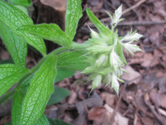 Lithospermum helleri