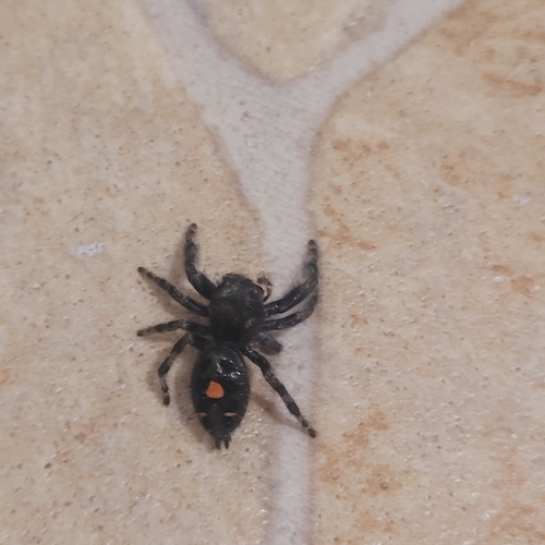 Bold Jumping Spider