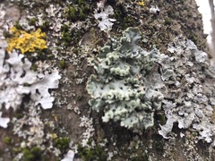 Hypogymnia physodes