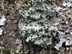 Hypogymnia physodes