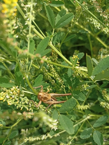 White-faced Bush-cricket