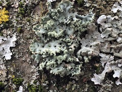 Hypogymnia physodes