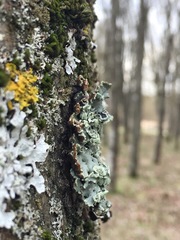 Hypogymnia physodes