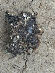 Hypogymnia physodes