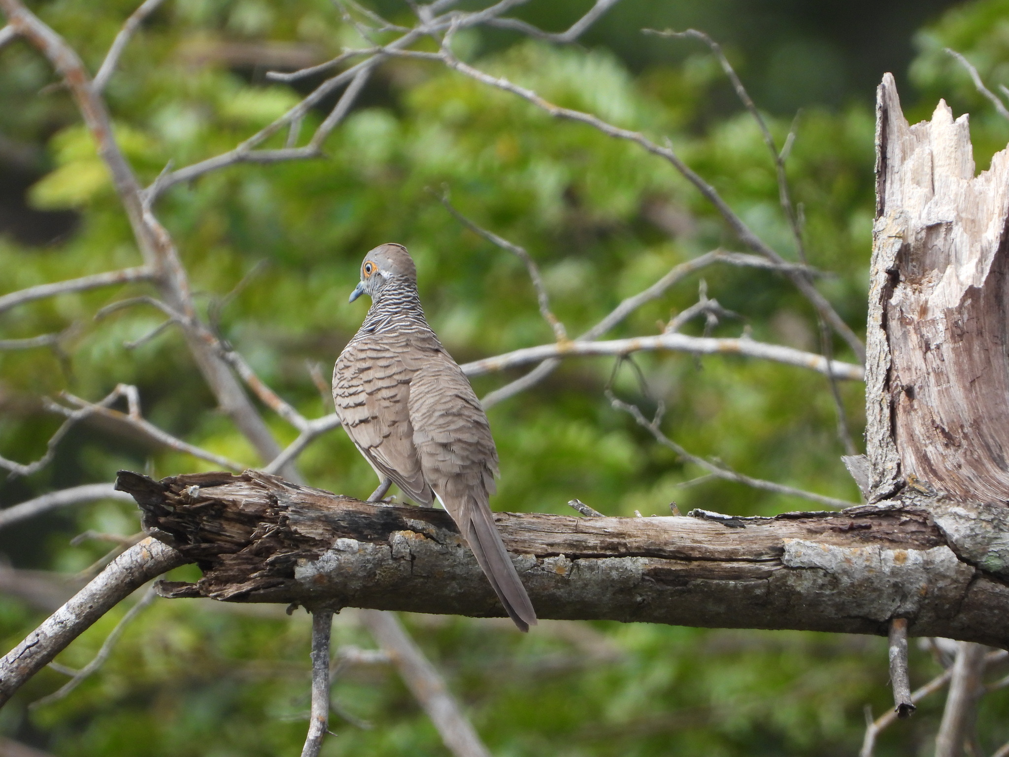 Barred Dove (Geopelia maugeus), photo 9