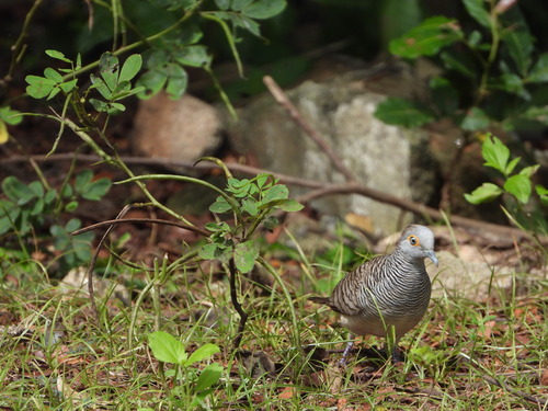 Barred Dove (Geopelia maugeus)