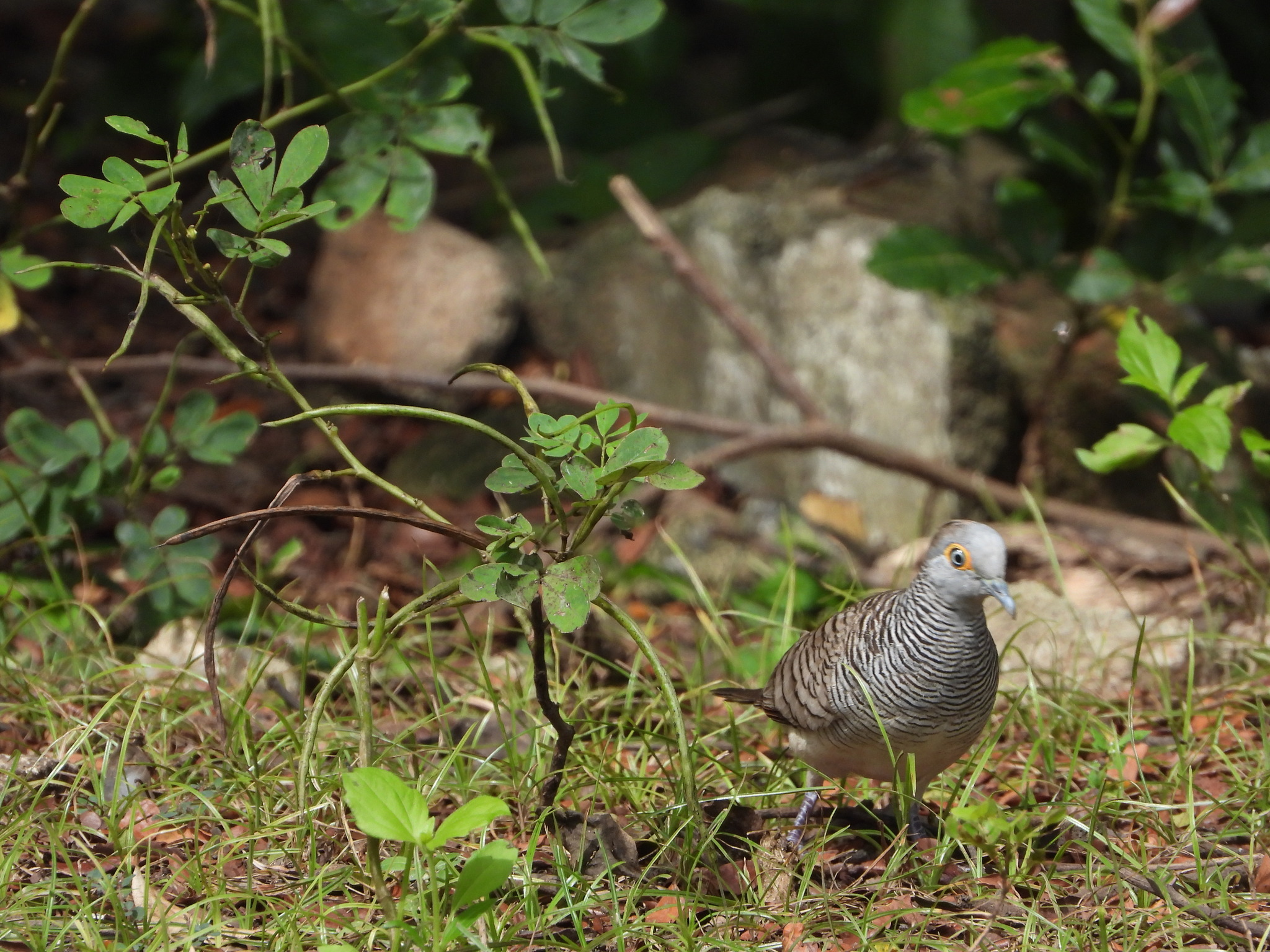 Barred Dove (Geopelia maugeus), photo 1