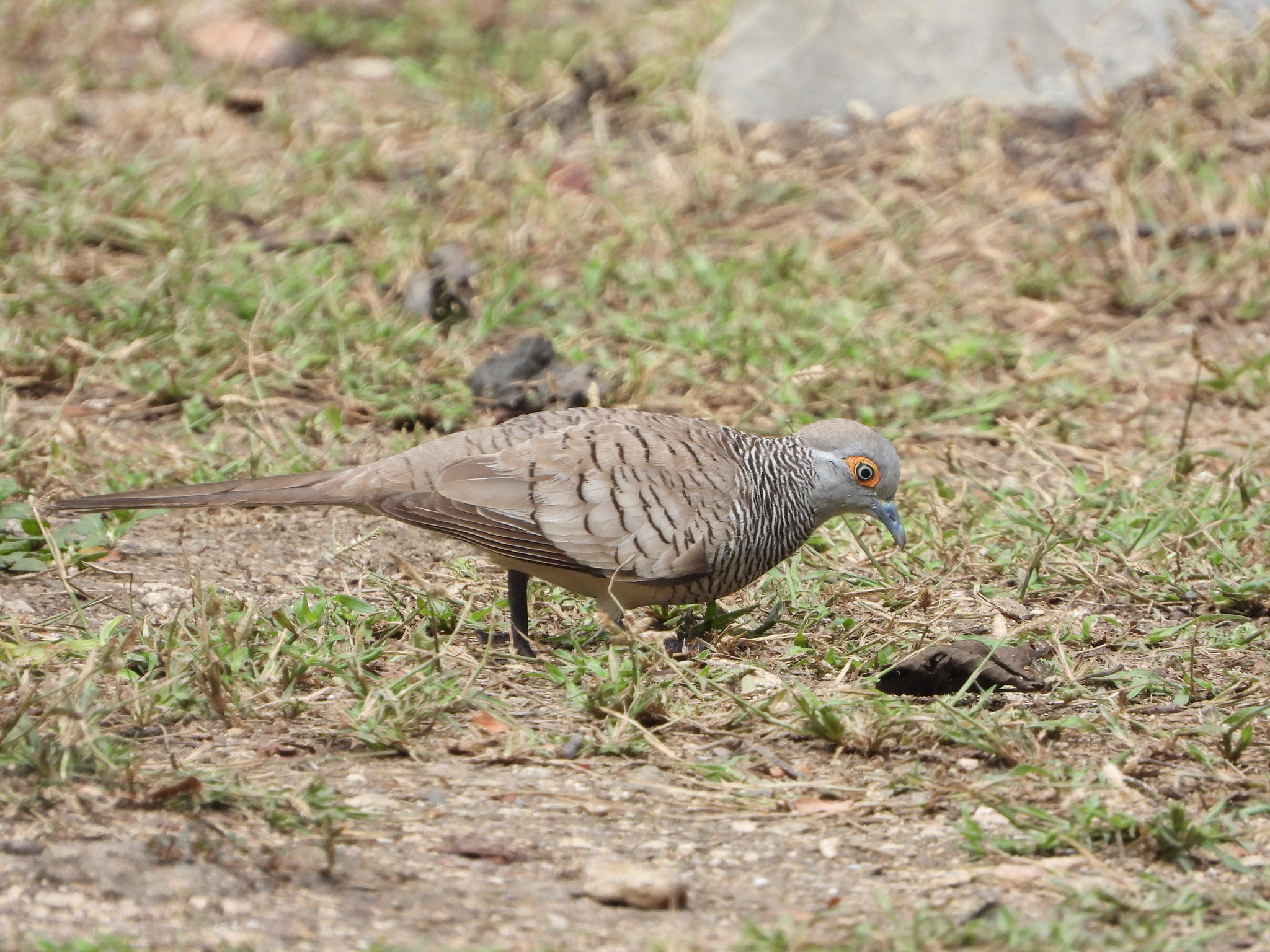 Barred Dove (Geopelia maugeus), photo 2