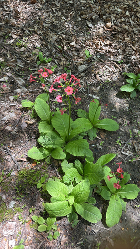 Japanese Primrose