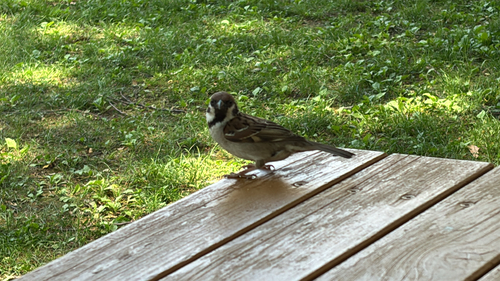 Eurasian Tree Sparrow