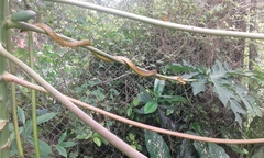 Chironius spixii