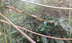 Chironius spixii